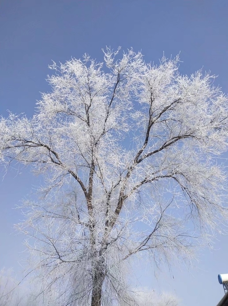 大雪背景圖片 背景圖片 雪樹(shù)背景 冬天背景圖 大雪樹(shù) 藍(lán)天白云 自然景觀 山水風(fēng)景