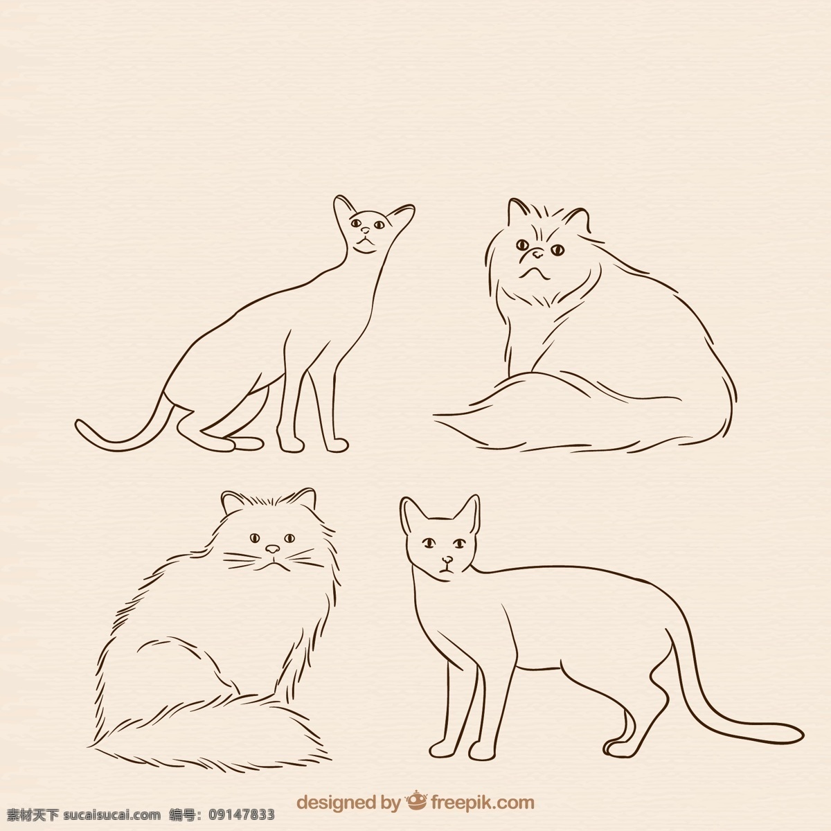 手绘 宠物 猫咪 波斯猫 孟加拉豹猫 安哥拉猫 动物 矢量 高清图片