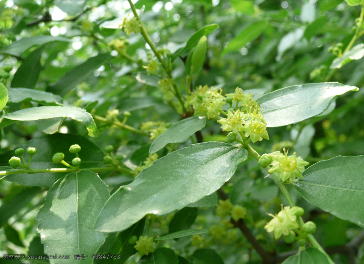 棗花 棗樹 棗葉 紅棗 大棗 花粉 花草 生物世界