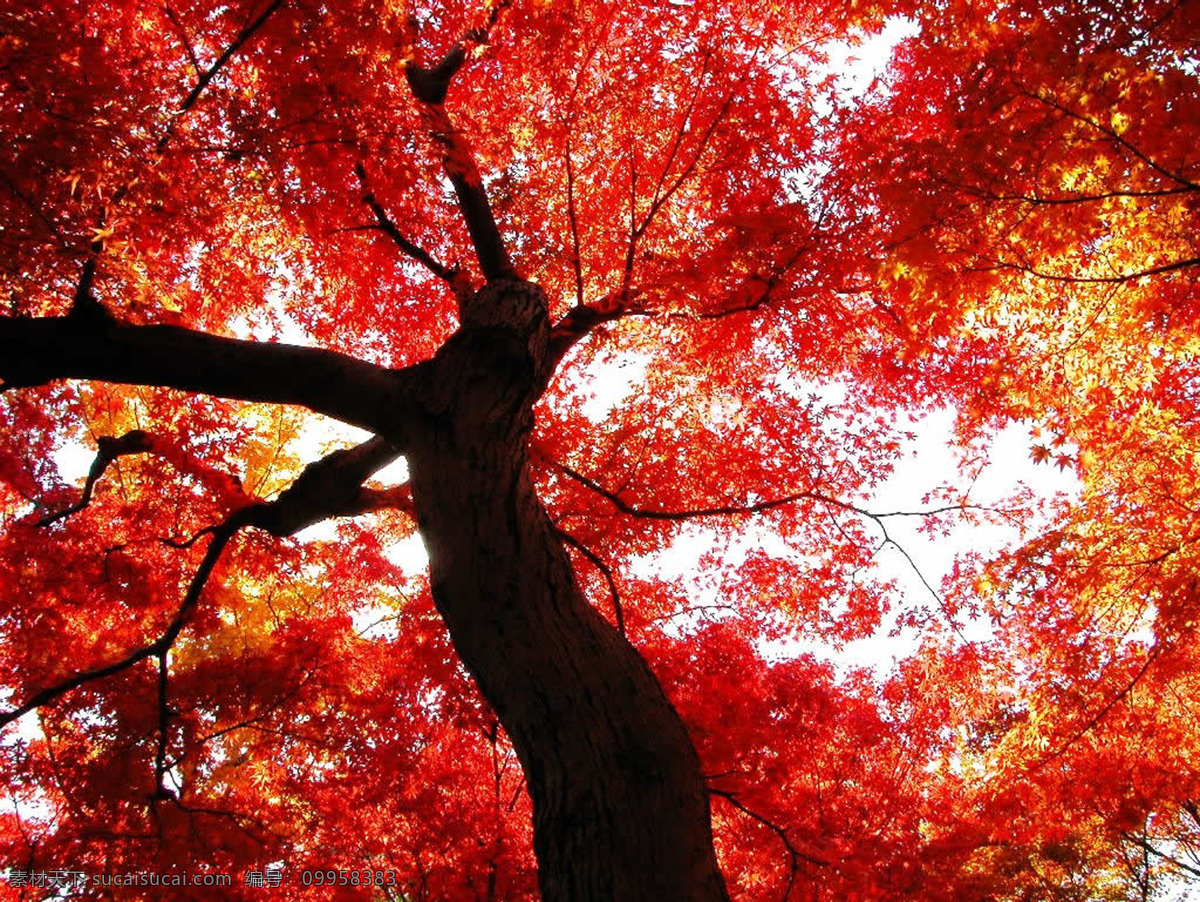 秋天 秋叶 金色的秋天 摄影图库
