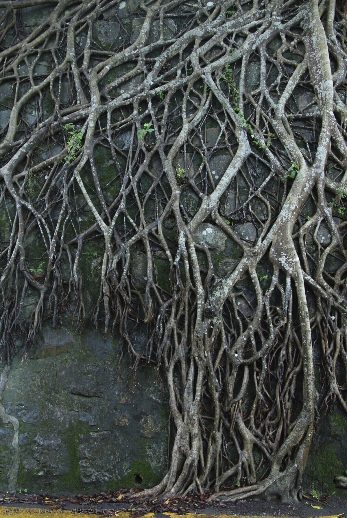 樹根背景 树根 树枝 背景 自然 树 微观 微距 墙 土 伸展 攀爬 延伸 网 关系 树藤 自然风景 自然景观