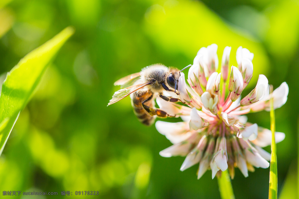 蜜蜂采蜜 密封 昆虫 花 采蜜 叶子 绿色 自然 生物 自然景观 自然风景