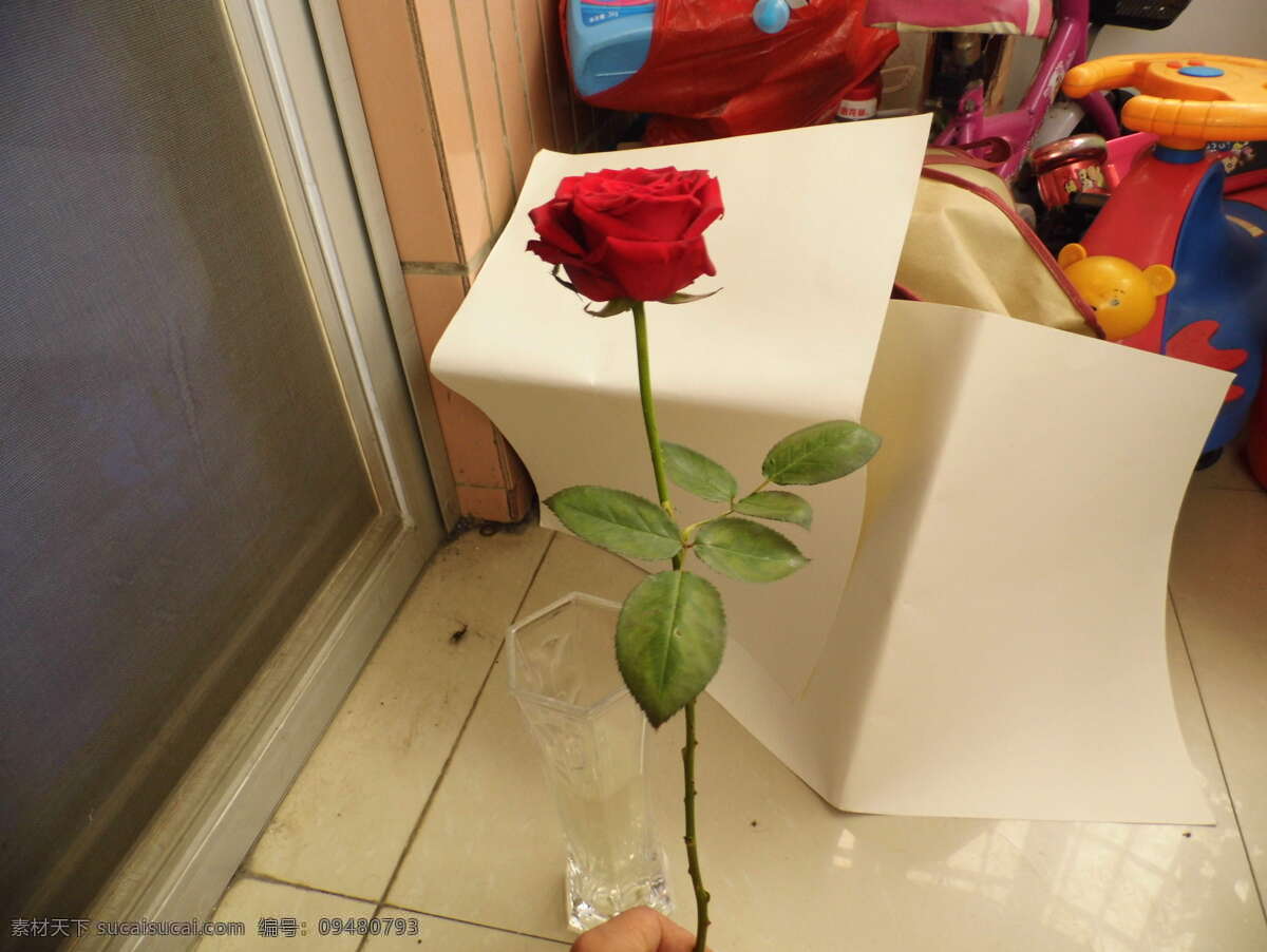 玫瑰花 愛情 高清玫瑰花 花草 情人節(jié) 生物世界 rose ps摳圖素材 節(jié)日素材 情人節(jié)七夕