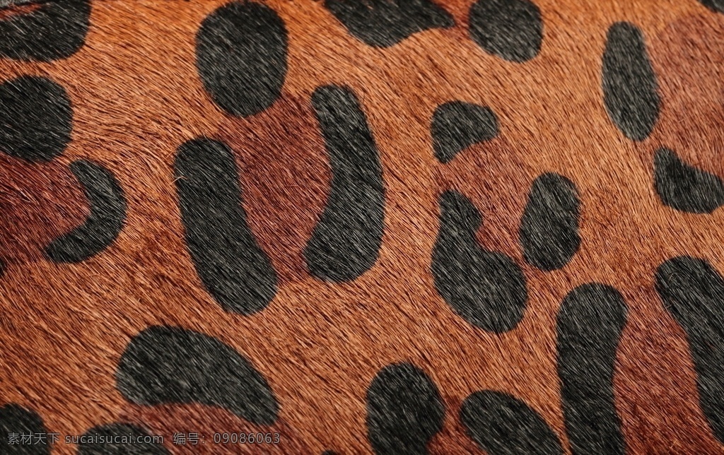 豹纹 皮质 特写 性感豹纹 纹理素材 纹理 猎豹纹理 豹皮 生活百科 家居生活