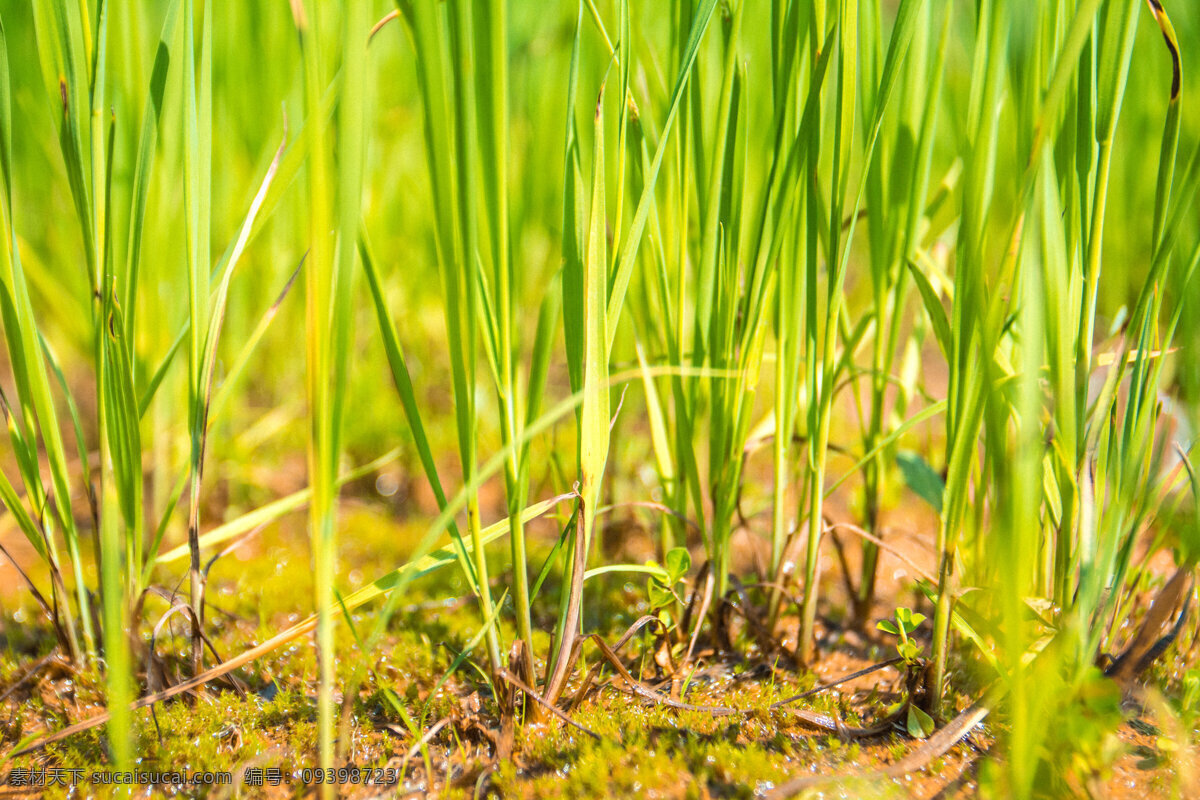 陽(yáng)光 下 水蔥 商用 背景 圖 陽(yáng)光下的植物 水生植物 植物 唯美