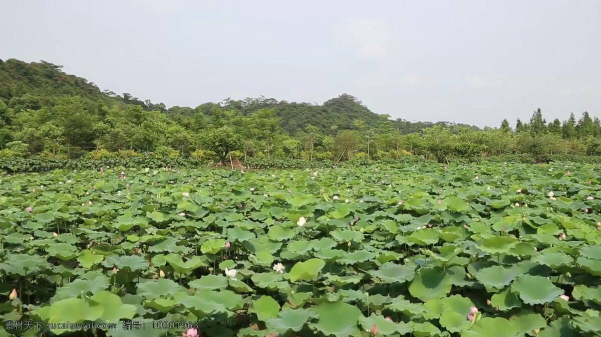 原創(chuàng) 拍攝 珠海 十里 蓮 江 小船 古鎮(zhèn) 蓮花 美景 原創(chuàng)拍攝 十里蓮江
