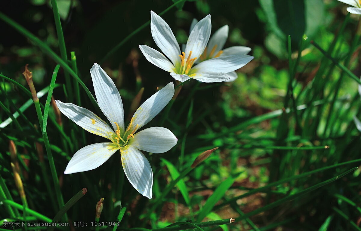 唯美 白色 葱 兰花 鲜花 花卉 花朵 花草 花