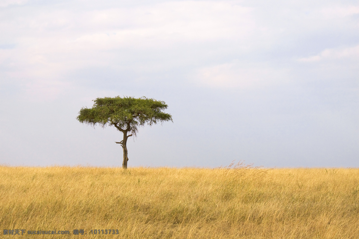 梦幻 非洲 风光 非洲草原 枯草 蓝天白云 树木 美丽风光 自然景观 山水风景 风景图片