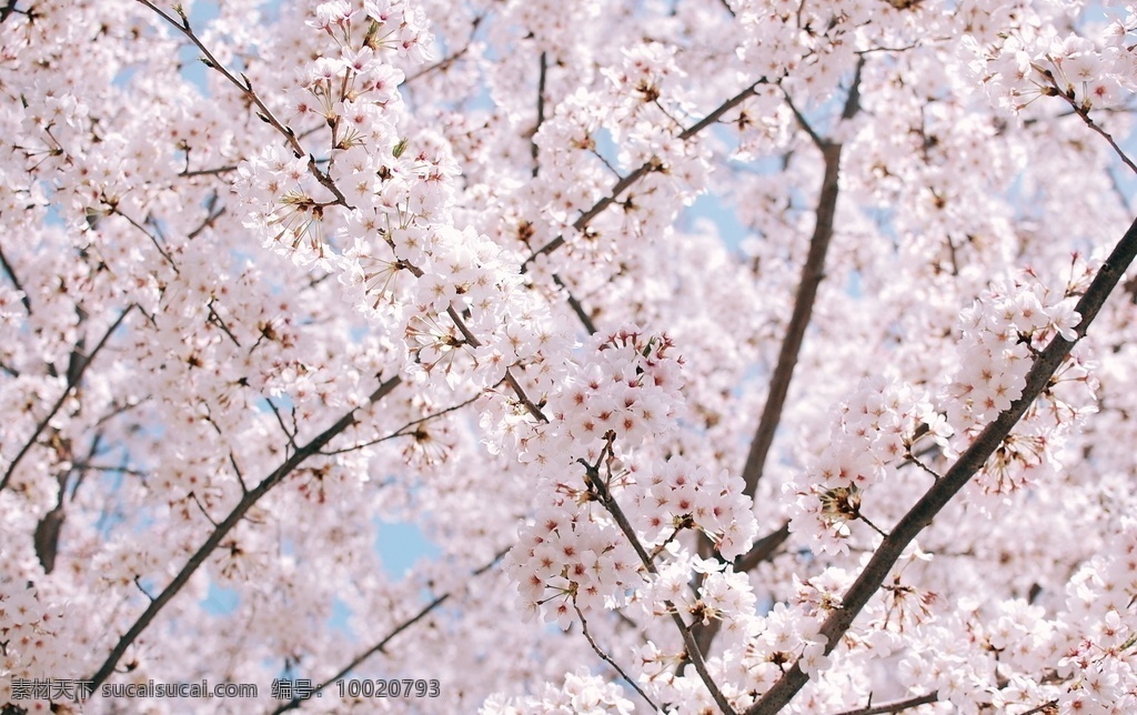 櫻花桃花唯美 唯美櫻花 唯美桃花 桃樹花 櫻花 桃花源 桃花苑 桃花園桃園 鮮花 盆栽 花卉 花海 花朵花語 花瓶 夏花 粉色櫻花 唯美 花朵 居家插花 插花 插花藝術(shù) 花藝擺設(shè)攝影 插花diy 粉嫩櫻花 浪漫櫻花 暖場(chǎng)活動(dòng) 活動(dòng)現(xiàn)場(chǎng) 插花實(shí)拍 花藝造型 花藝擺設(shè) 花兒 花卉花 日本櫻花 武大櫻花 生物世界 花草