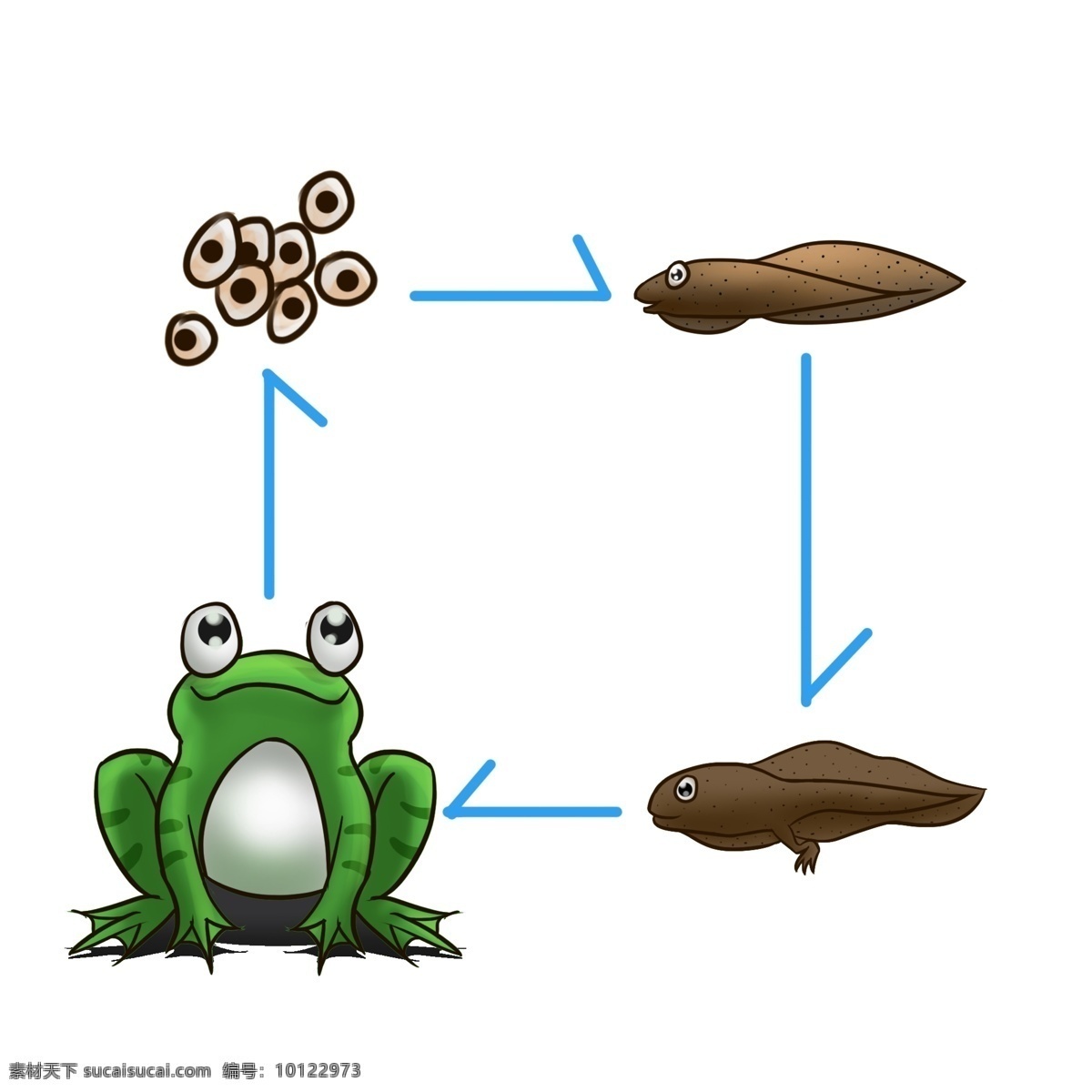 青蛙 两栖动物 生长 过程 生物 动物 两栖 蝌蚪 青蛙卵