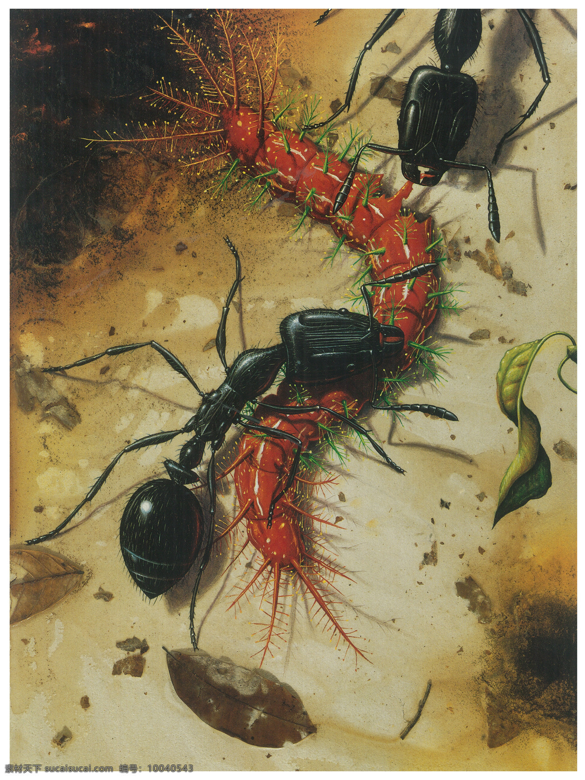 高清 手绘 蚂蚁 昆虫 生物 生物世界 微观 高清手绘蚂蚁