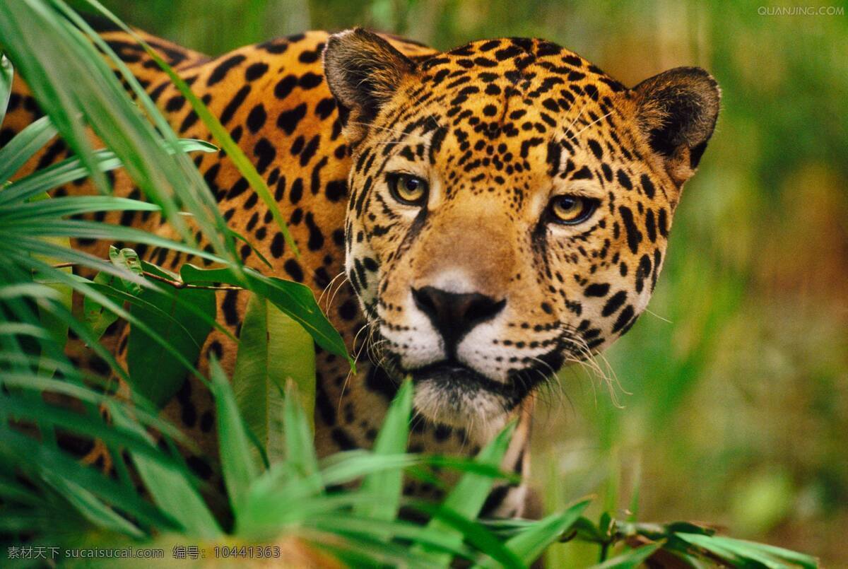 美洲虎高清 美洲虎 美洲豹 野生动物 珍稀动物 野外摄影 近景 老虎 豹子 觅食的老虎 高清图片 生物世界