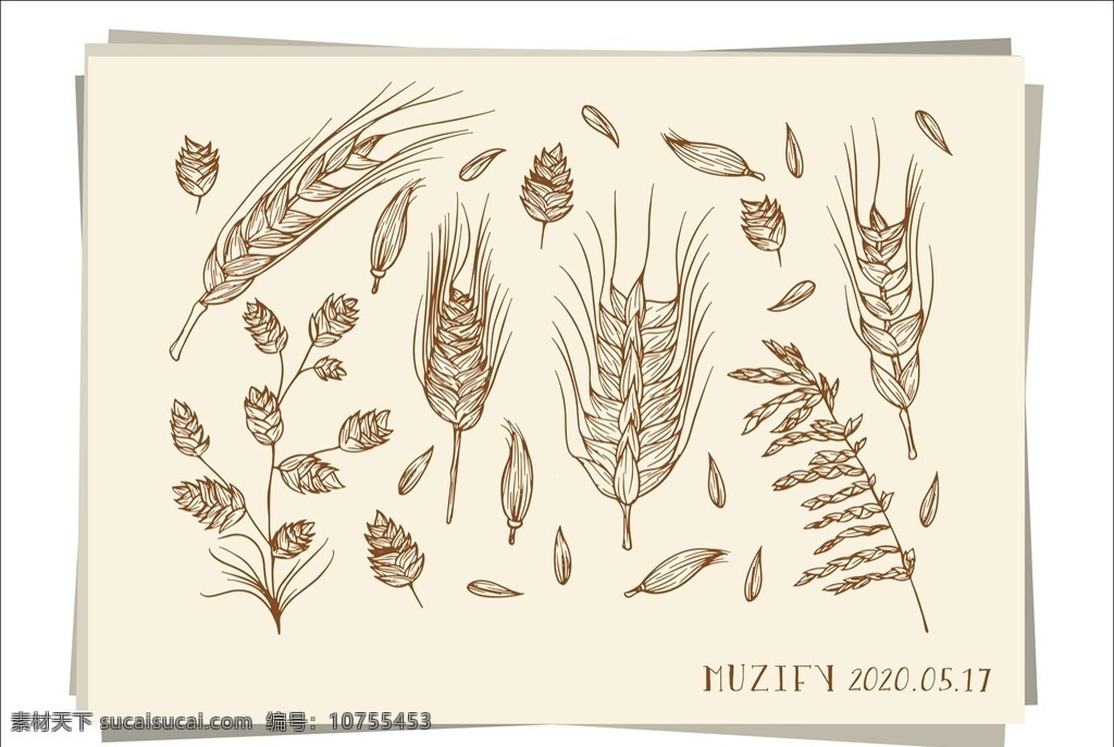 麦穗手绘稿 麦穗 麦子 稻谷 手绘稿 素描画 生物世界 花草