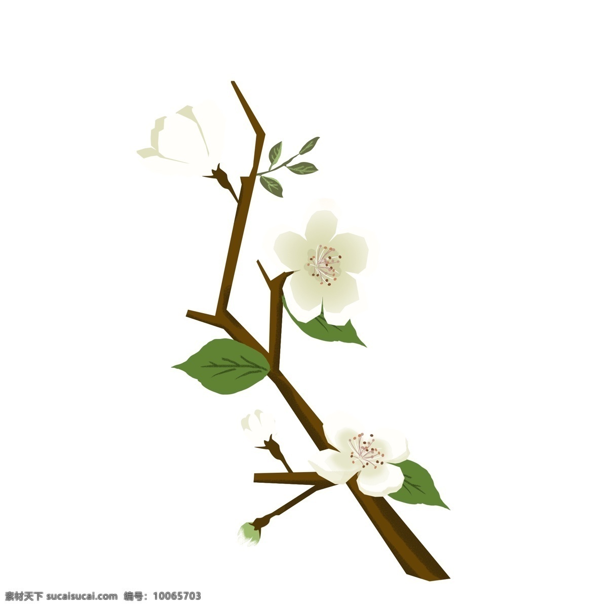 春天 元素 梨花 白色 花朵 花枝 花卉 手绘 简约 风 白色花朵 手绘花朵