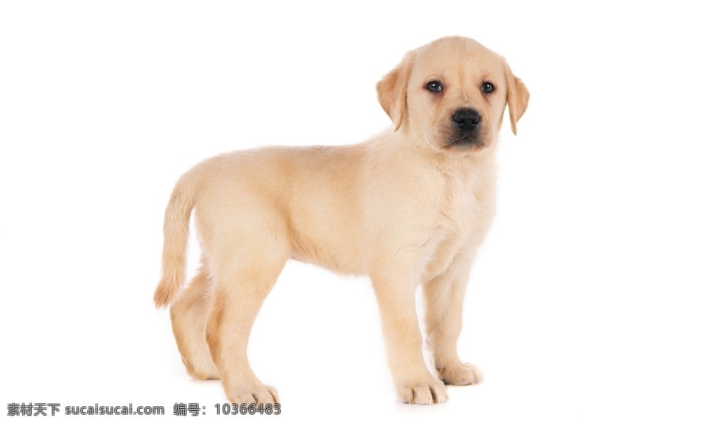拉布拉多 犬 拉布拉多犬 狗 寵物 動物 家禽 生物 野生動物 棕色狗 白色狗 生物世界 家禽家畜