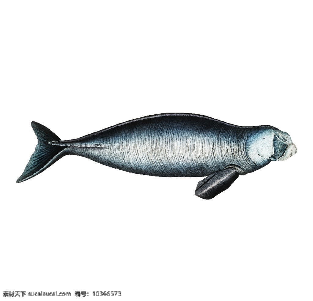 手繪海魚(yú)圖片 動(dòng)物插圖 手繪動(dòng)物 野生動(dòng)物 大型動(dòng)物 猛獸 飛禽 鳥(niǎo)獸 禽類 猛禽 深海魚(yú) 線描 漁業(yè) 河鮮 海鮮 魚(yú) 海魚(yú) 生物世界 魚(yú)類