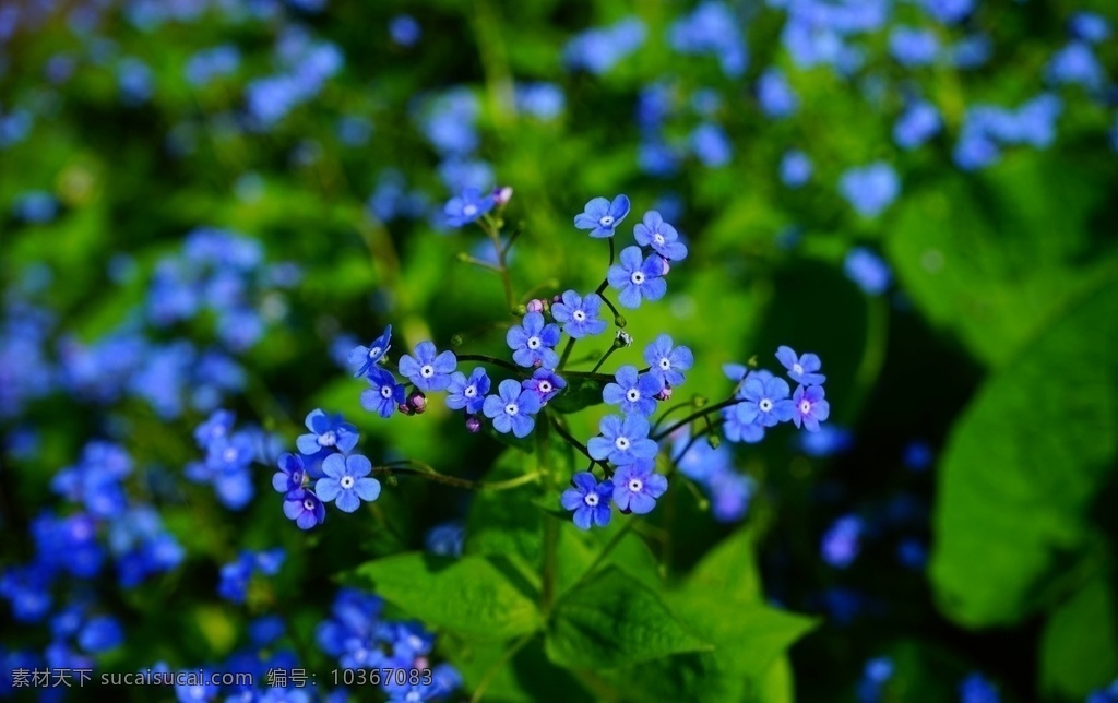 勿忘草 勿忘我花 勿忘我草 小清新 花儿鲜花 花蕊 花朵花卉 野花 紫色花朵 红色花朵 黄色花朵 白色花朵 蓝色花朵 橙色花朵 高清 街拍花朵 淡色花朵 园艺 插花 花艺 花朵背景 伤感 一簇花 清新背景 梦幻背景 唯美清新 盆景 盆栽 小花 花儿 温馨 爱情 忧伤 勿忘我图 生物世界 花草