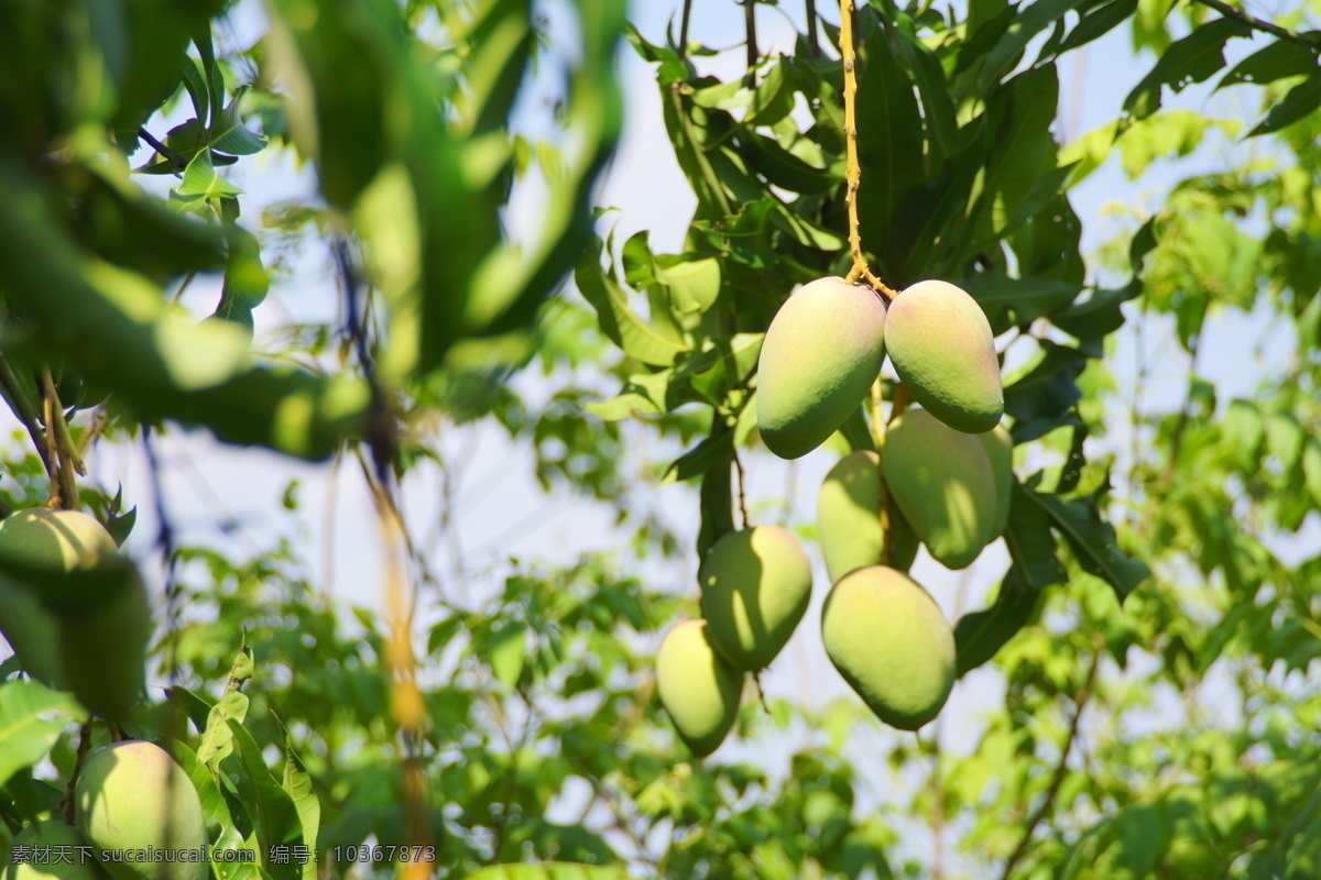 臺(tái)農(nóng)芒果樹 大臺(tái)農(nóng) 小臺(tái)農(nóng) 果樹 芒果樹 百色芒果 田陽 實(shí)拍 自然景觀