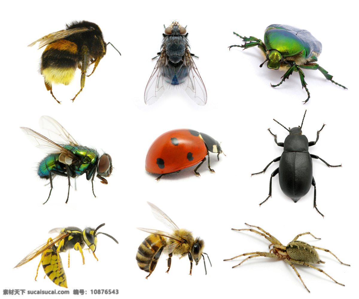 动物 陆地动物 生物世界 昆虫 昆虫合集 苍蝇 蜜蜂 齐心瓢虫 各种昆虫合集 昆虫世界 白色