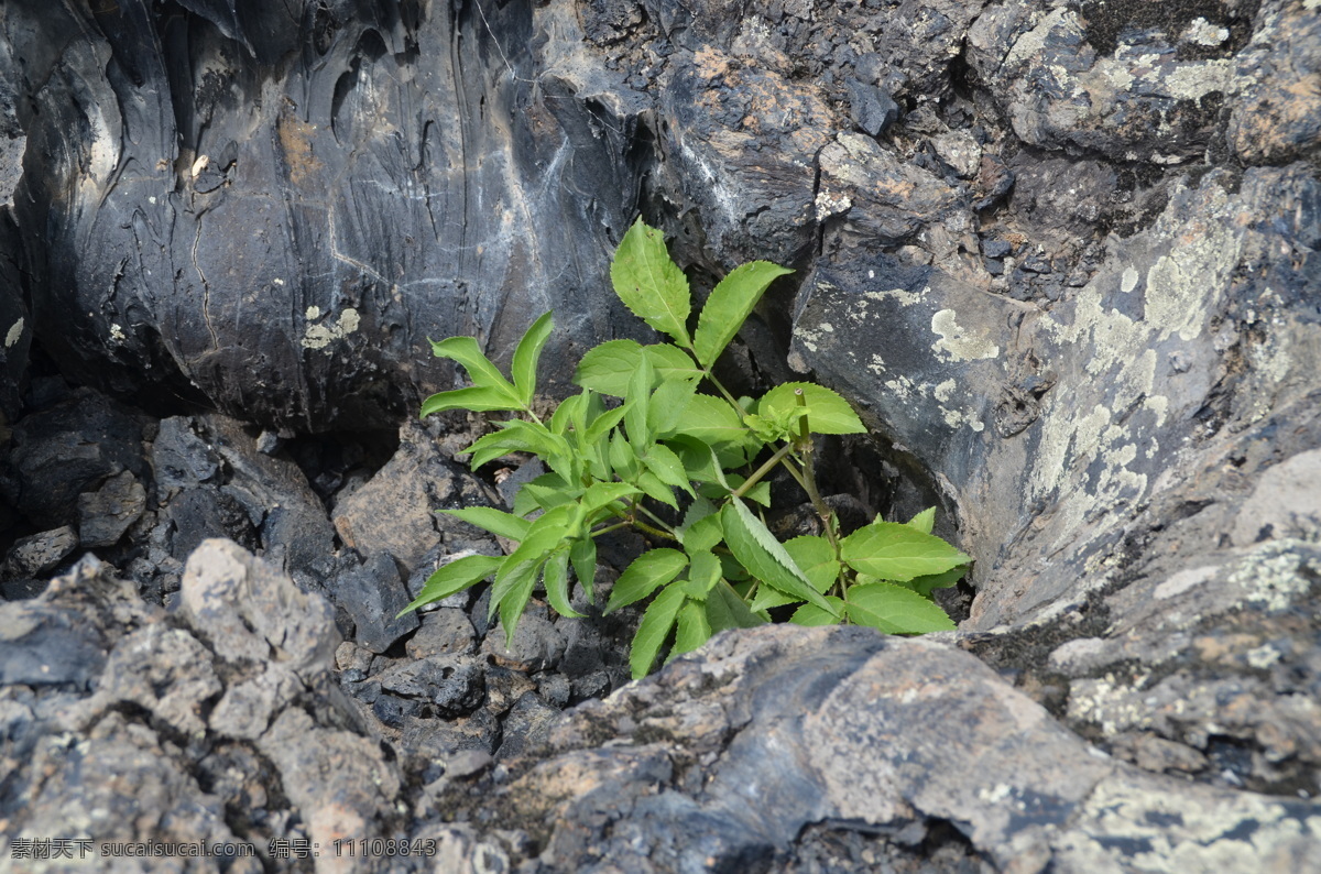 五大連池 火山 植物 火山石 火山植物 石縫中的植物 頑強(qiáng) 綠色 旅游攝影 自然風(fēng)景