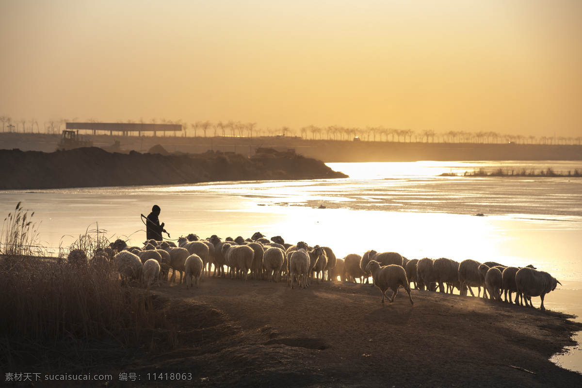 黄河 岸边 牧羊 羊群 暮归 自然景观 自然风景
