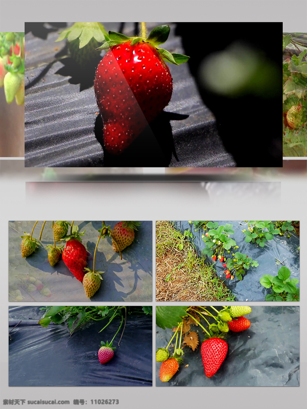 高清 实拍 草莓 种植园 特写 水果 新鲜 高清实拍 果实采摘 可口 绿色健康 农产品 山莓 无污染 鲜果 新鲜草莓 新鲜水果 营养美味