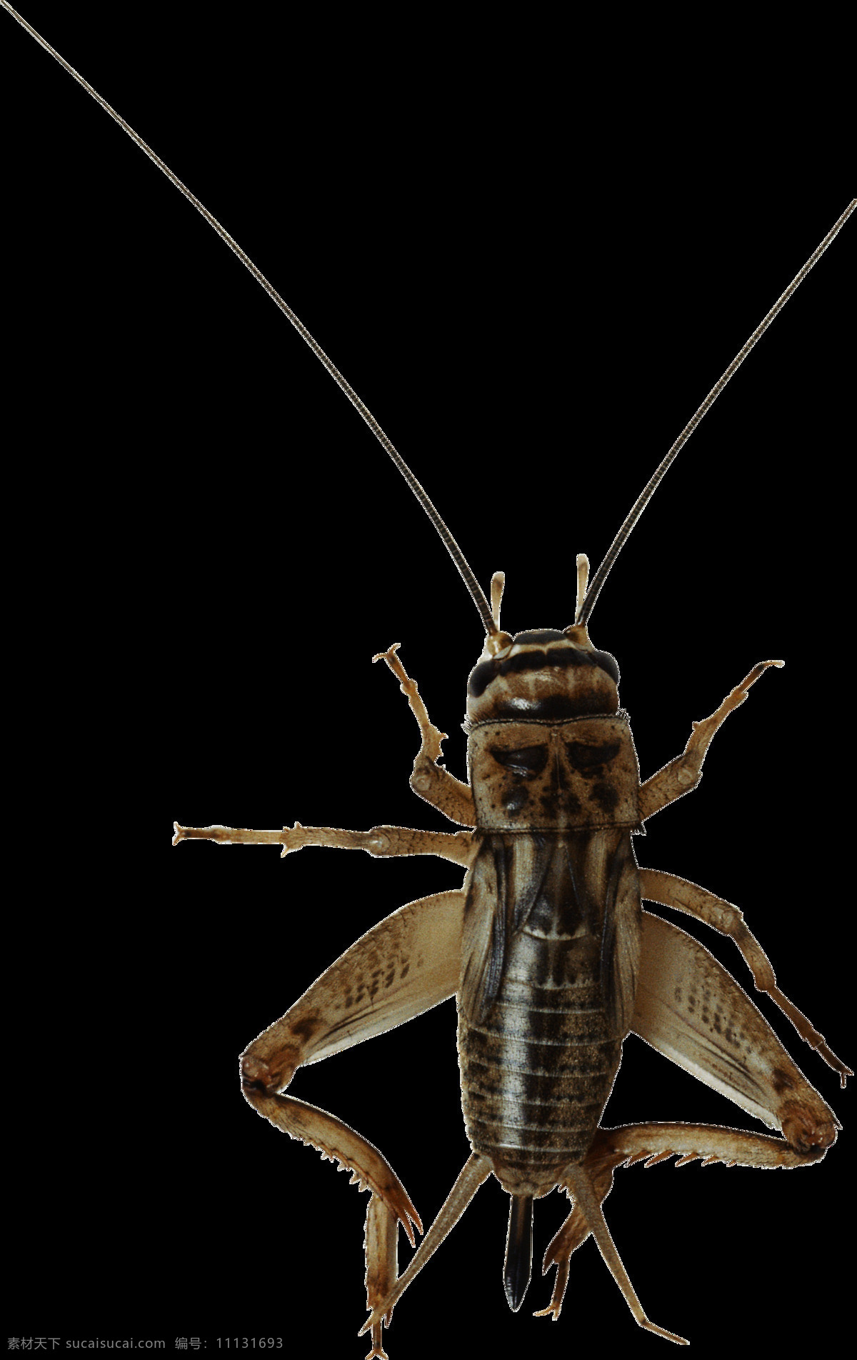 蛐蛐 虫子 免 抠 透明 图 层 昆虫图片 死虫子图片 大虫子