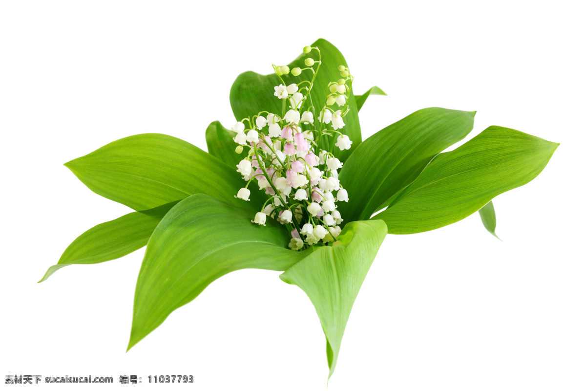 鈴 蘭花 植物 鮮花 鈴蘭 綠葉 花草樹(shù)木 生物世界