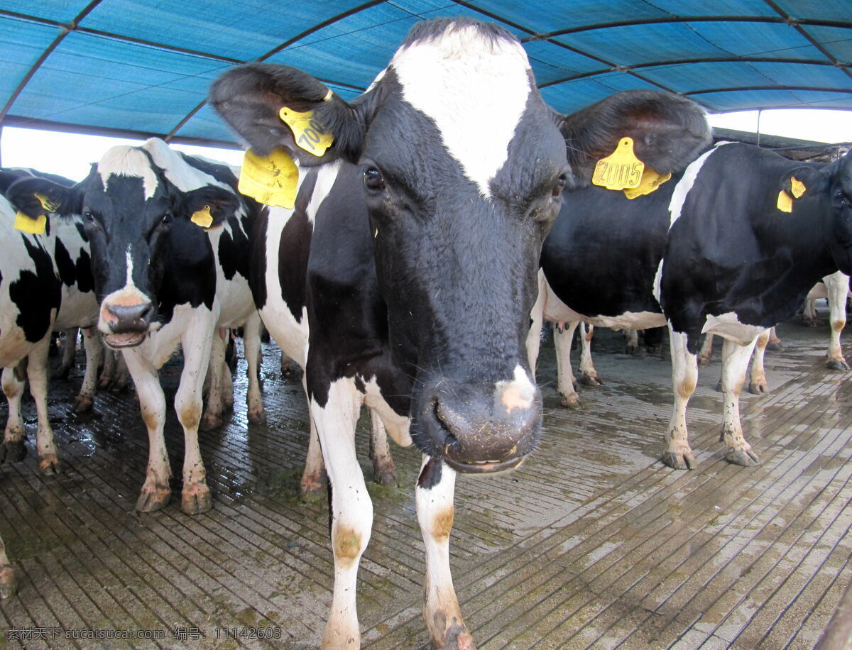 农场奶牛 农场 奶牛 绿色草地 休息 围栏 篱笆 家禽家畜 生物世界