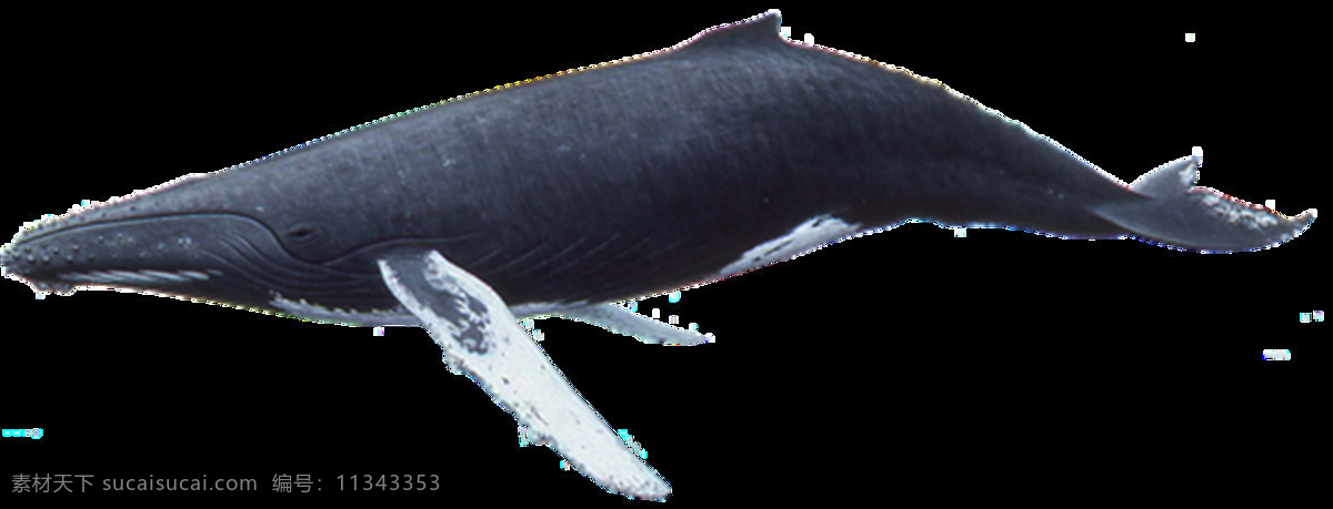 鲸鱼图片 鲸鱼 鲸 虎鲸 座头鲸 抹香鲸 png图 透明图 免扣图 透明背景 透明底 抠图 生物世界 海洋生物