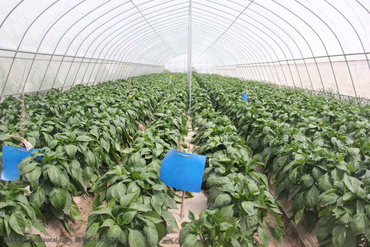 大棚 蔬菜 青椒 生物世界 大棚蔬菜 彩椒 大棚辣椒 辣椒地 籃板 風景 生活 旅游餐飲