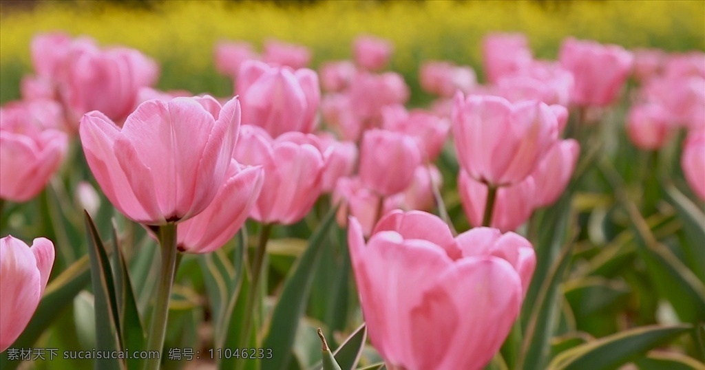 粉红色郁金香 粉红色 郁金香 花朵素材 花朵实拍 花朵视频 高清花朵 植物视频 多媒体 实拍视频 动物植物 mp4