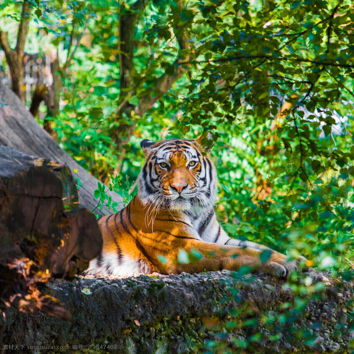 凶猛 老虎 动物 高清 公园 百兽之王 陆地动物 野生动物 动物世界 动物摄影 动物图片 绿色
