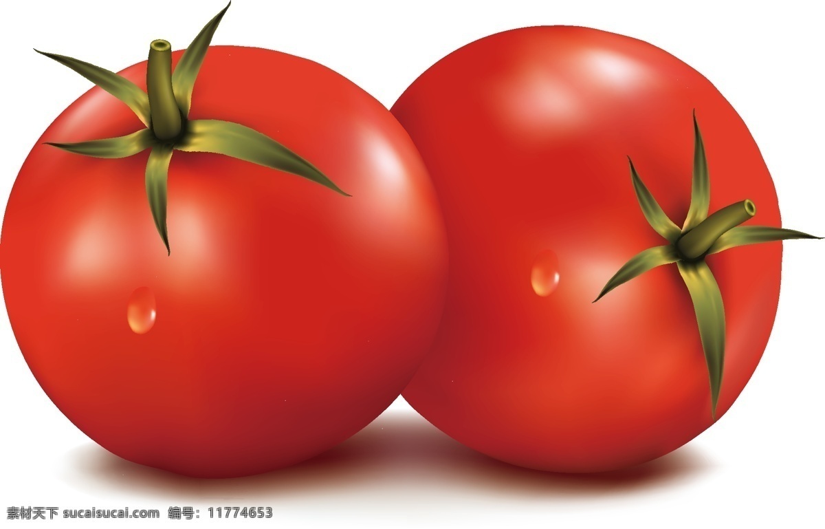 番茄图片 番茄 西红柿 番茄素材 番茄矢量 矢量番茄 西红柿矢量 西红柿特写 西红柿图案 番茄图案 番茄特写