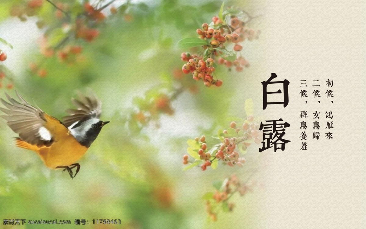 二十四節(jié)氣 燈箱 白露 八卦 圓形 文化藝術(shù) 傳統(tǒng)文化