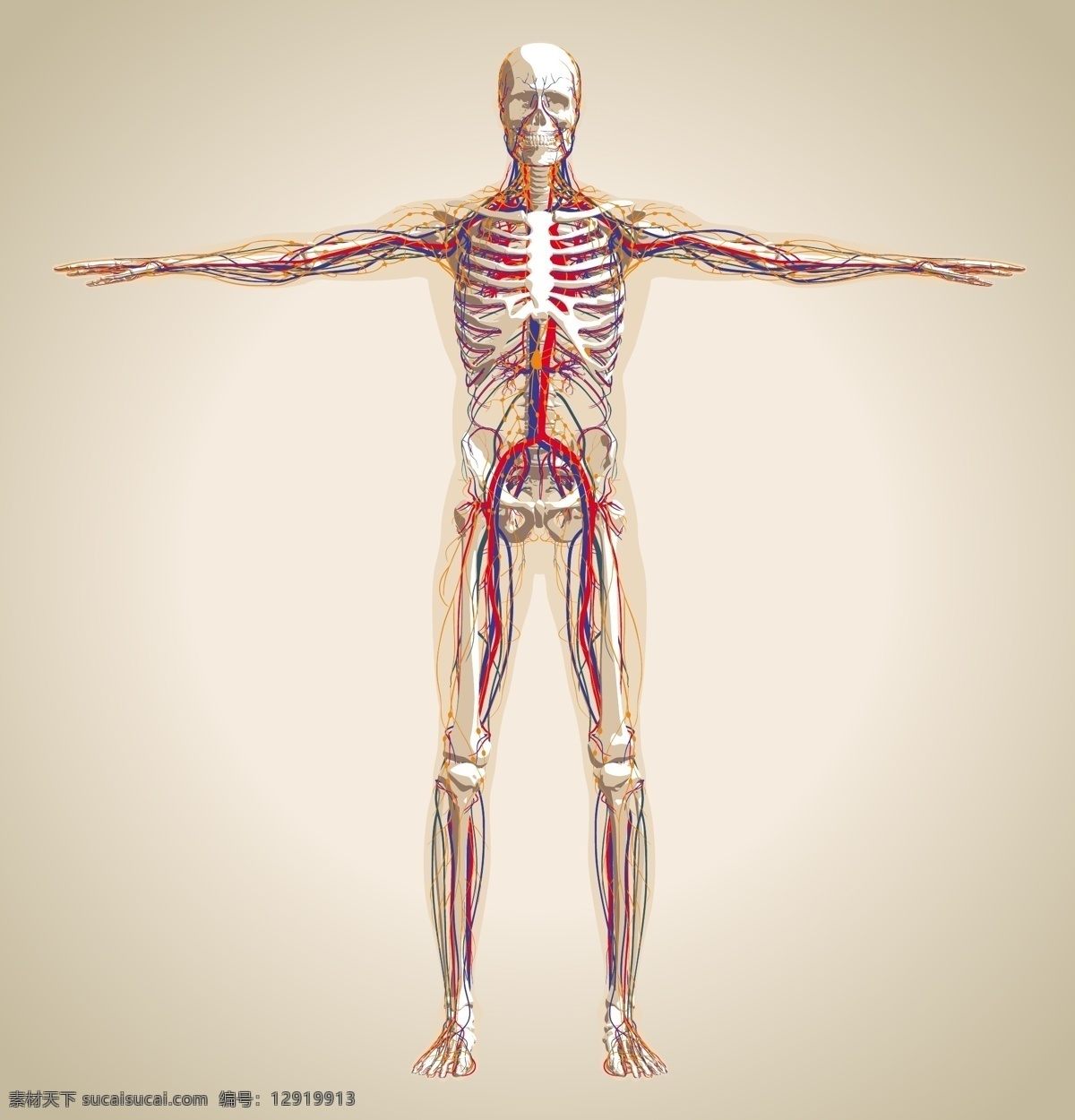 人体 骨骼 血管 示意 男人 医疗 医院 矢量 高清图片