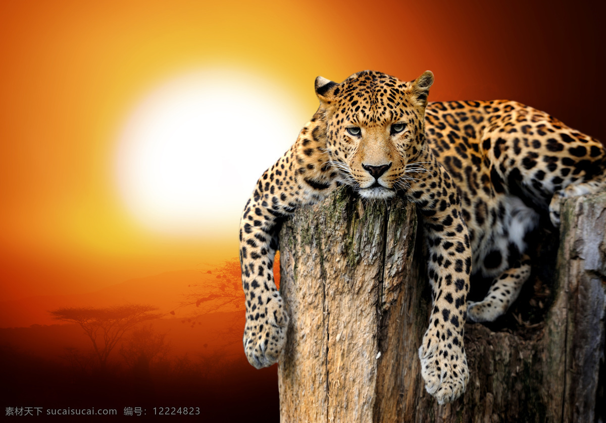 美洲豹 豹子 豹子特写 花豹 金钱豹 猎豹 非洲豹 动物 生物世界 野生动物