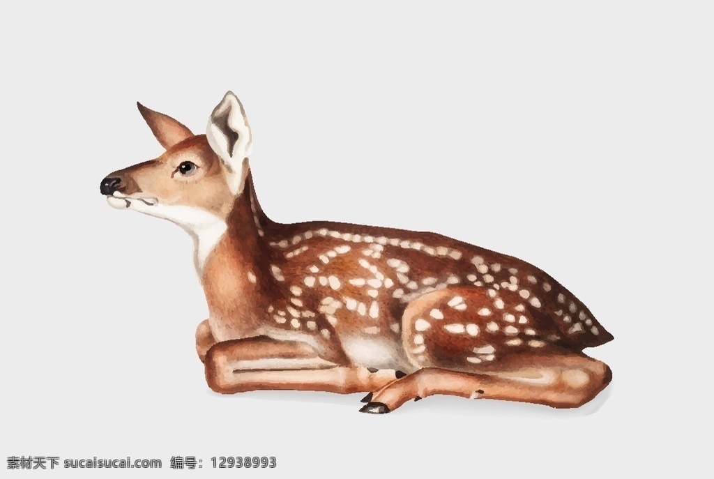野生动物 插图 动物插图 手绘动物 大型动物 猛兽 飞禽 鸟兽 禽类 猛禽 猫 乌龟 松鼠 梅花鹿 牛 锦鸡 狼鹰 白熊 熊 狐狸 兔子 鹿 企鹅 猫头鹰 生物世界