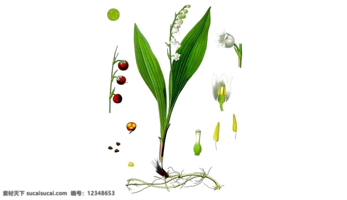 铃 兰花 叶子 种子 免 抠 透明 图形 铃兰花元素 海报 广告 铃兰花海报图