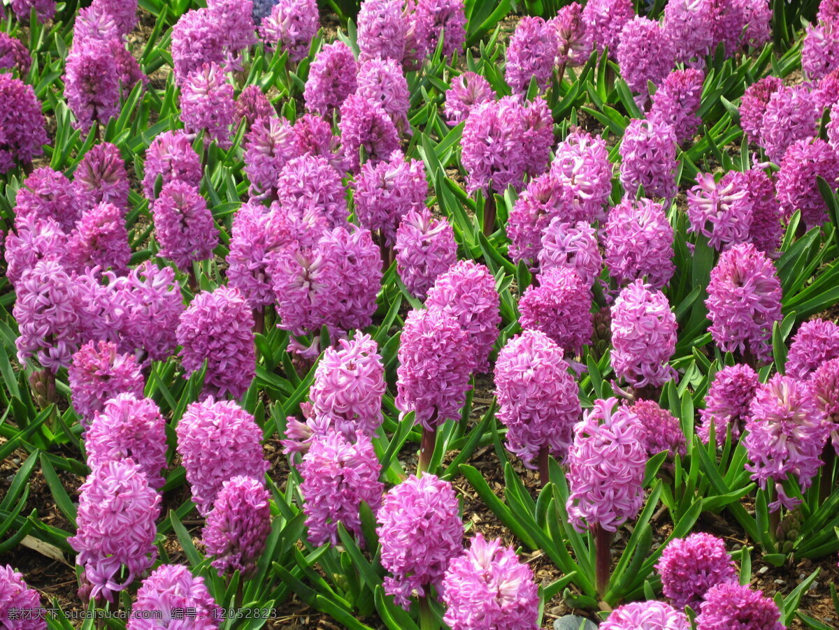 紫色 风信子 花卉 花朵 植物园 花草 生物世界