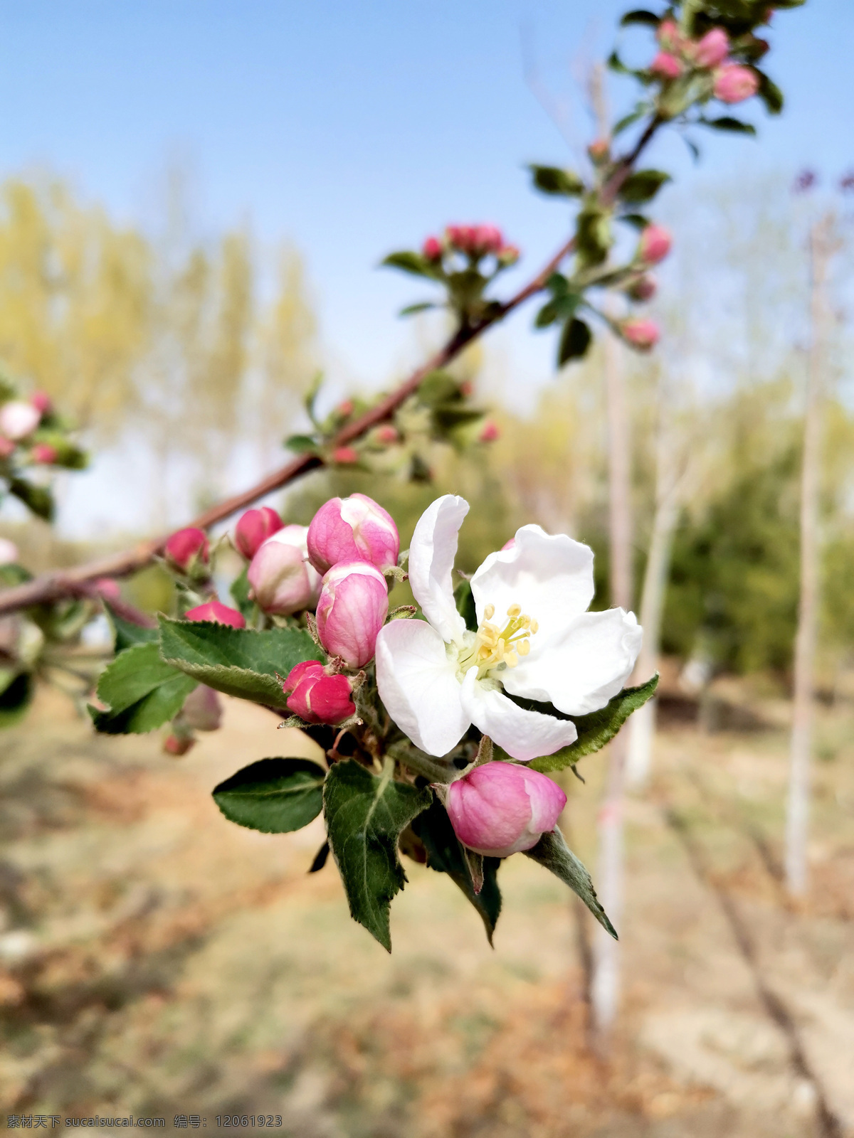 苹果花蕾 花蕾照片 花朵 花卉 种植 花瓣 鲜花 植物 摄影素材 花草 苹果树 花蕾 摄影图片 生物世界