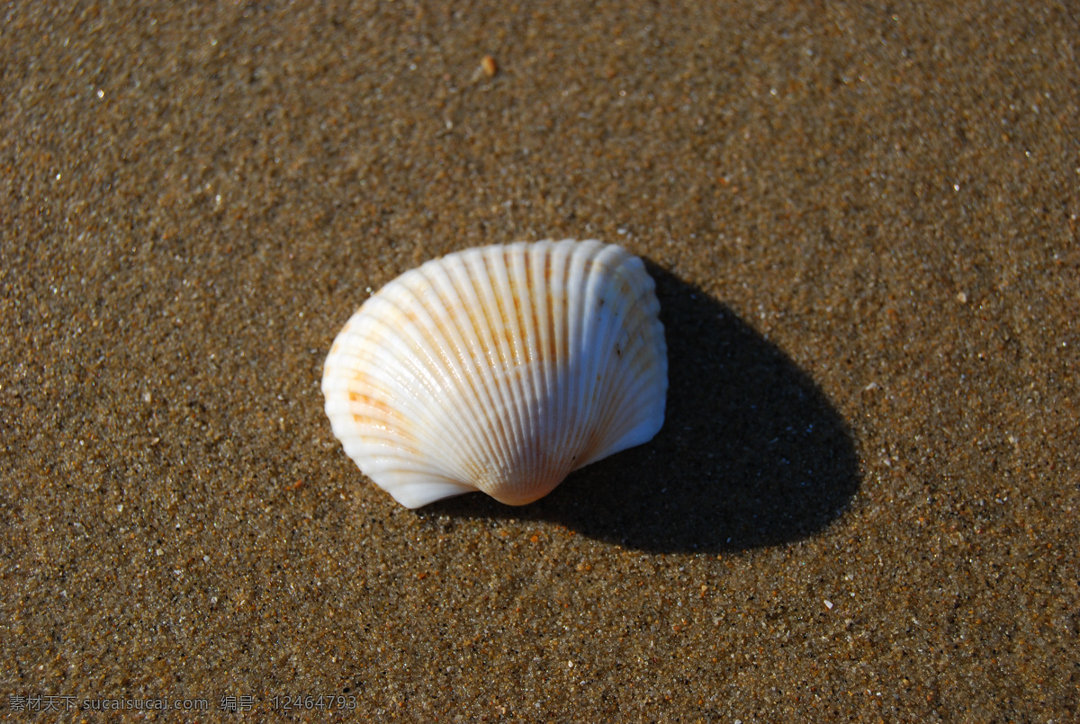 海灘免費(fèi)下載 貝殼 海洋 海洋生物 生物世界 灘 psd源文件