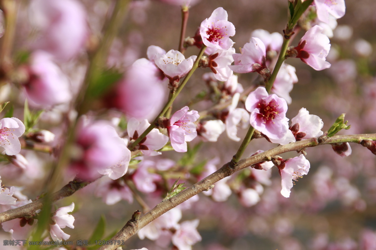 油桃花 桃花 樹(shù)木樹(shù)葉 生物世界