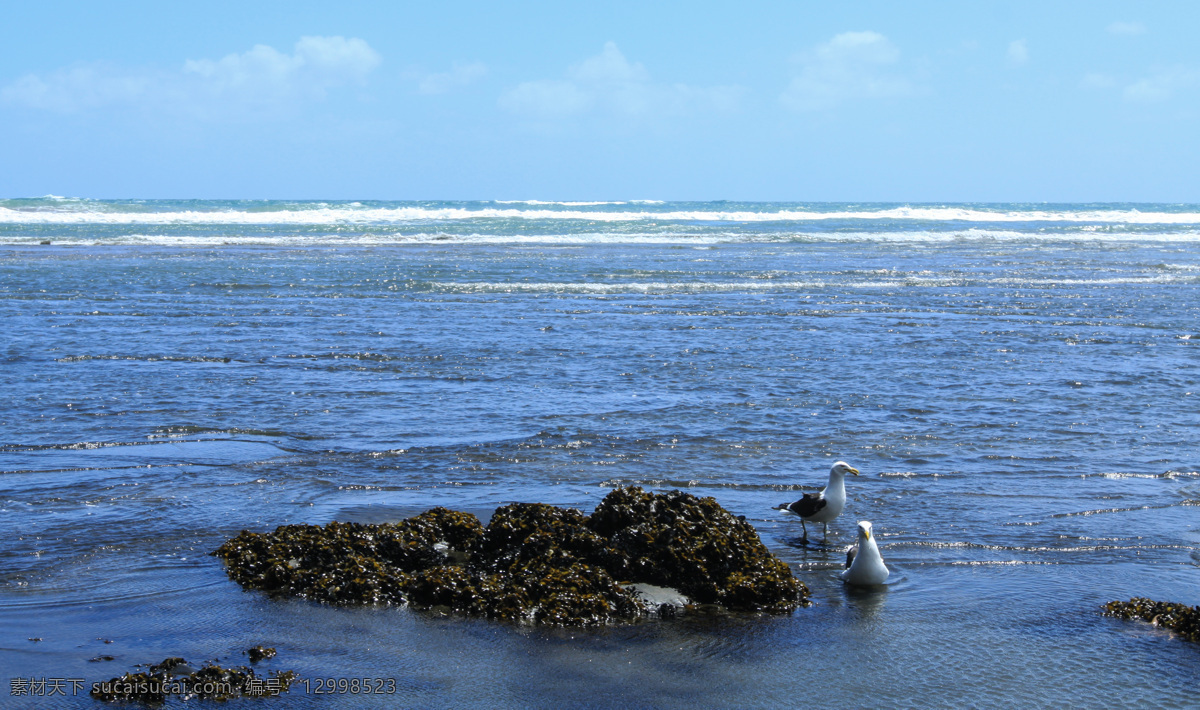 新西兰 皮哈 海滨 风景 天空 蓝天 白云 大海 海水 海浪 海滩 天际线 礁石 海鸟 自然风光 风光 自然景观 自然风景