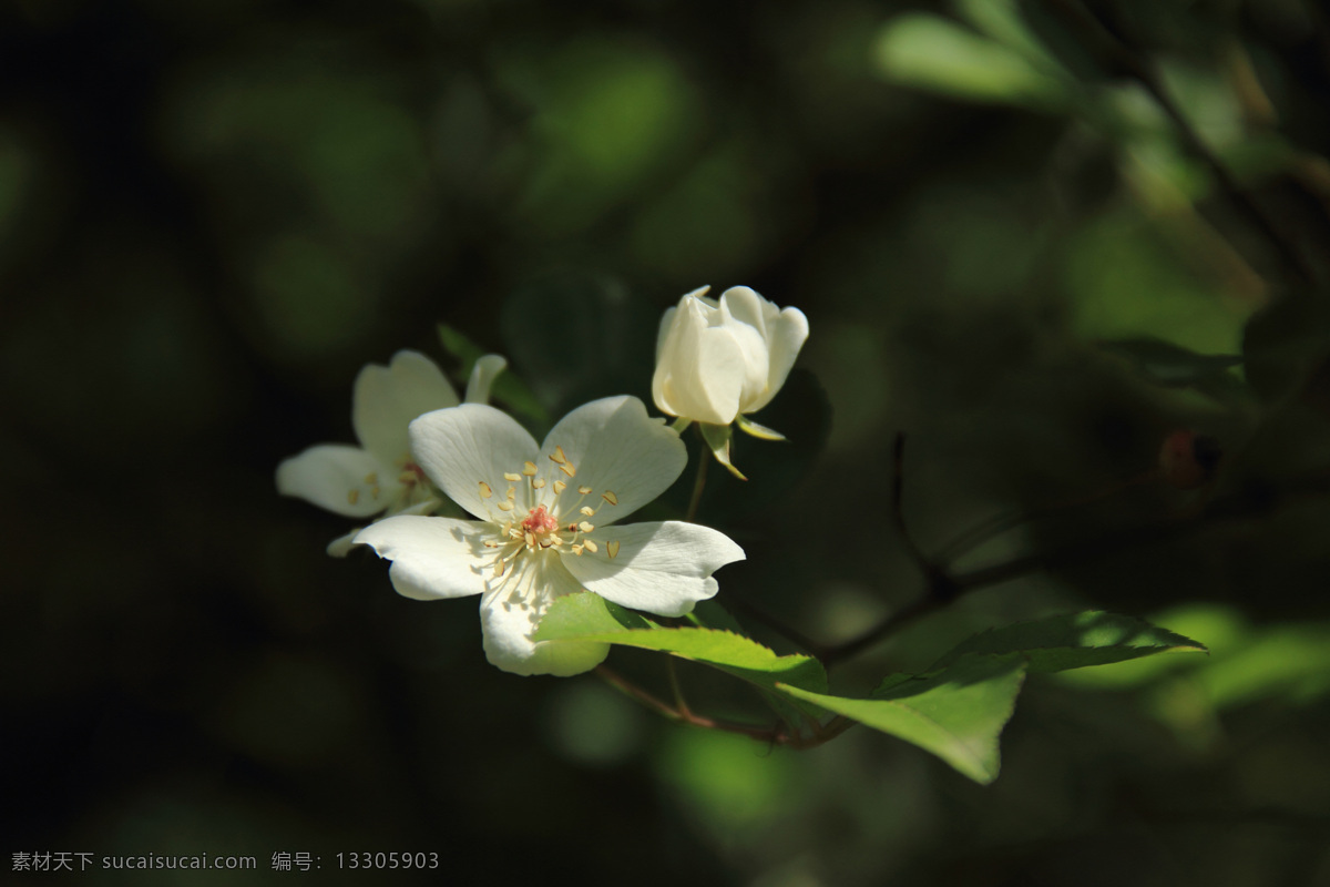 薔薇花