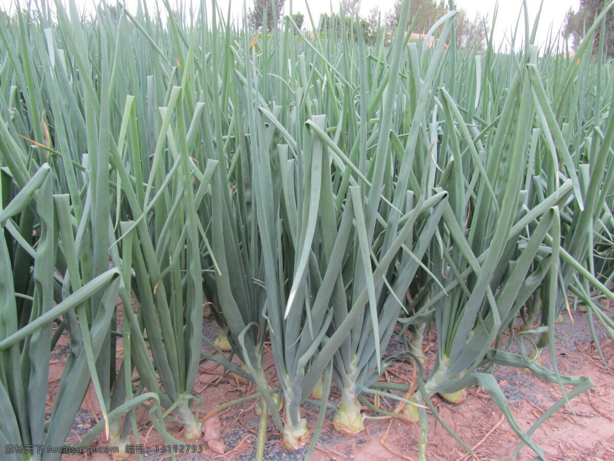 洋蔥 洋蔥地 白洋蔥 洋蔥頭 連片洋蔥 蔬菜 生物世界
