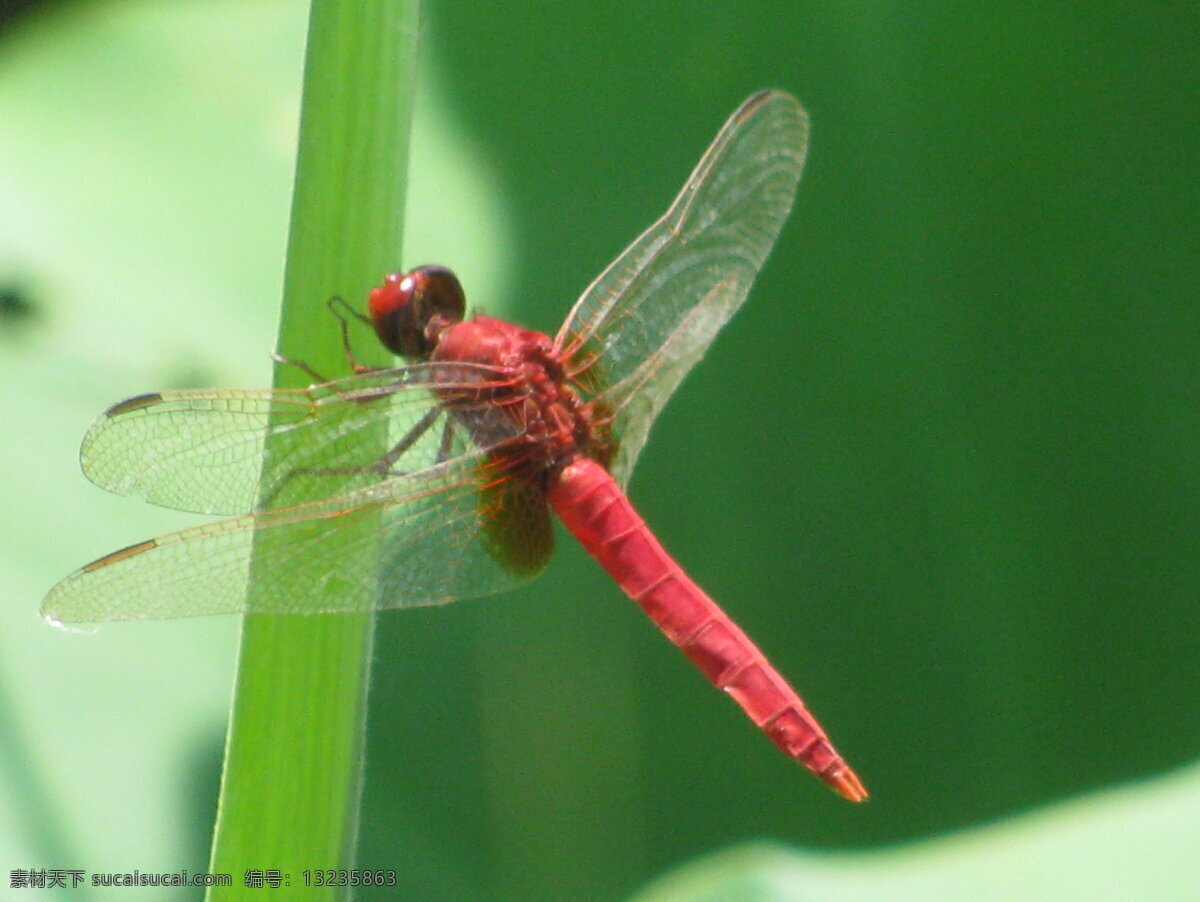 荷塘红蜻蜓 红蜻蜓 荷塘 荷叶 草叶 昆虫 荷花 虫子 节肢动物 飞虫 动物世界 生物世界