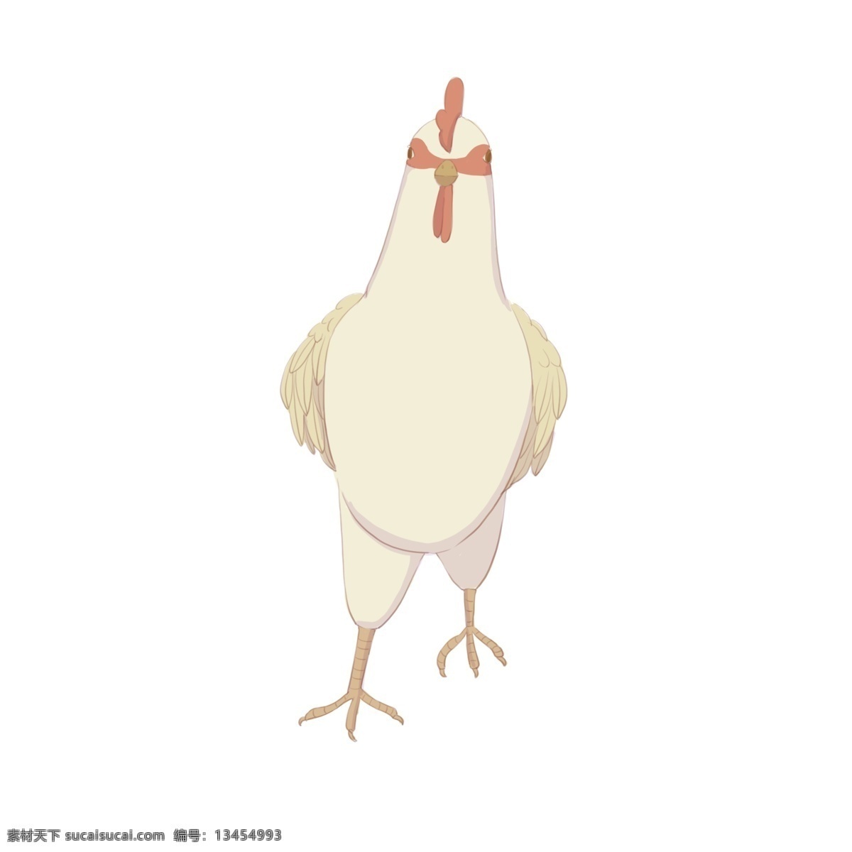 手绘 动物 生物 母鸡 商用 白鸡