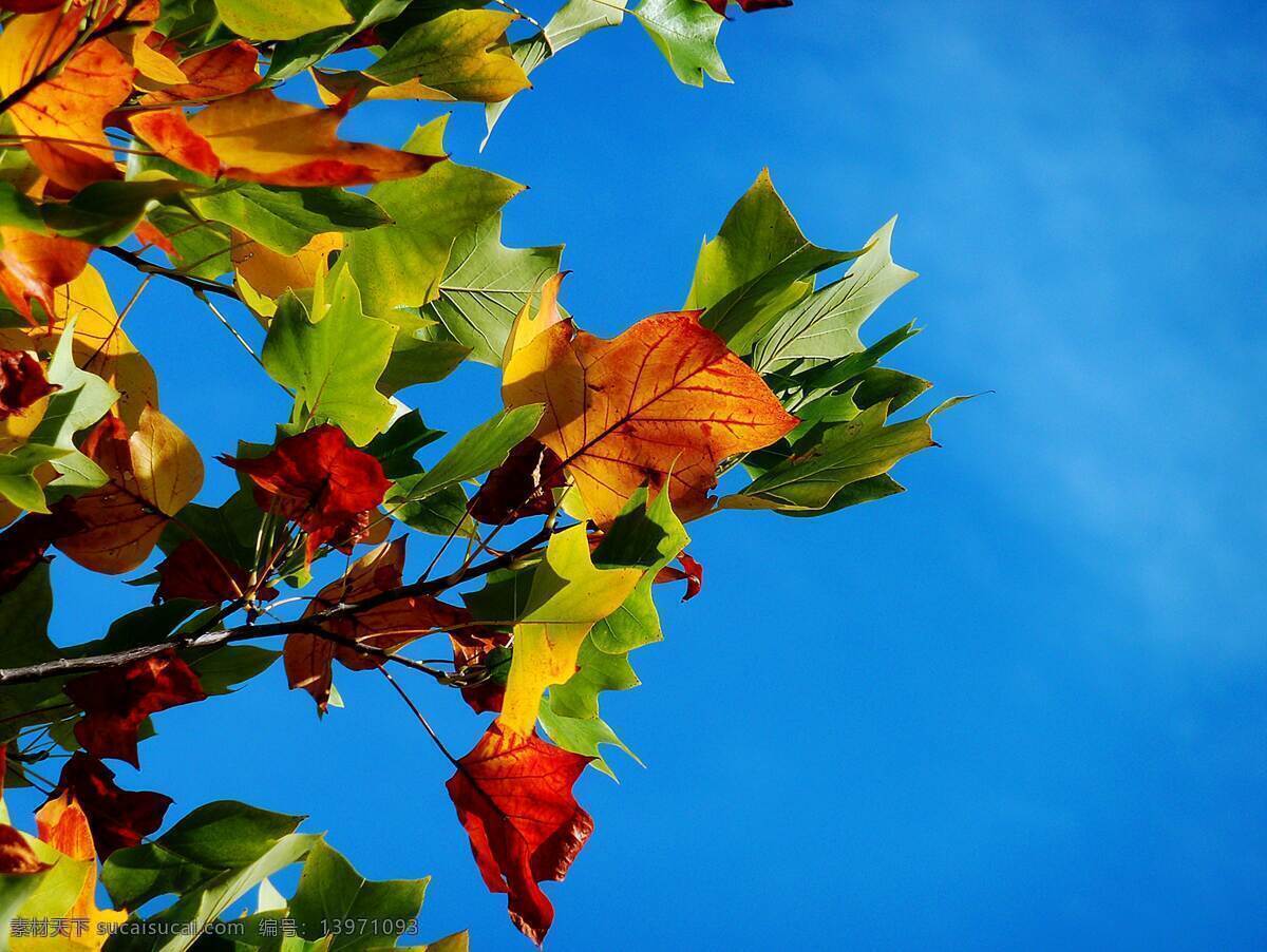秋天树叶图片 秋天 秋天树叶 树叶 枫叶 叶子 蓝天 天空 自然 风景 景观 自然风景 风景素材 树木 摄影素材 生物世界 树木树叶
