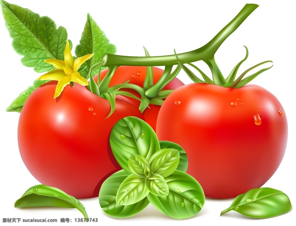 新鲜 带 花红 番茄 西红柿 露珠 蔬菜 番茄花 矢量 高清图片